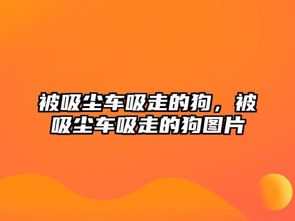 被吸塵車吸走的狗，被吸塵車吸走的狗圖片